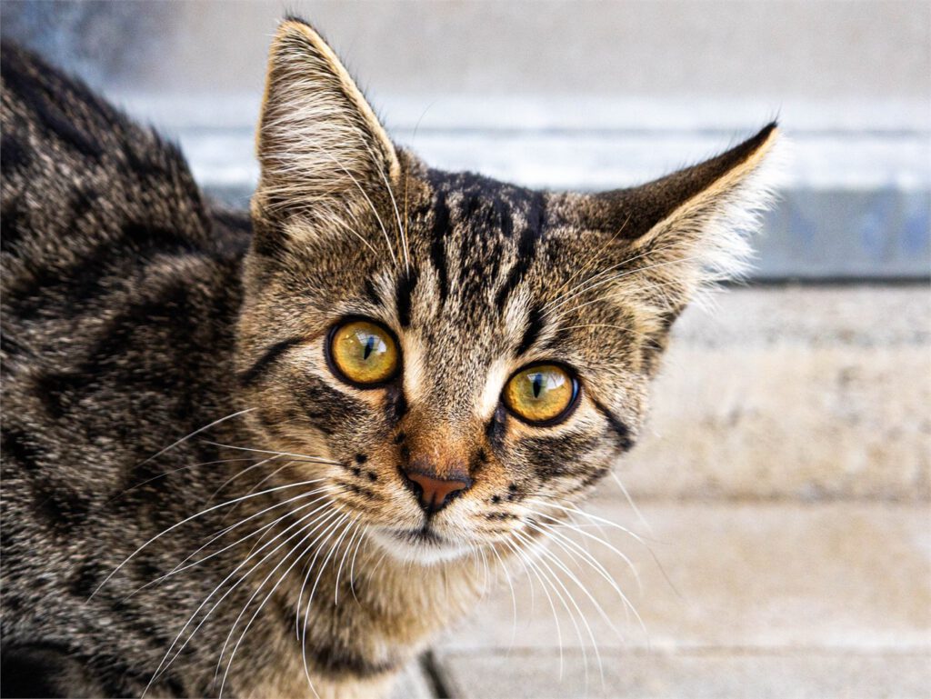 Portraitfoto von Gino