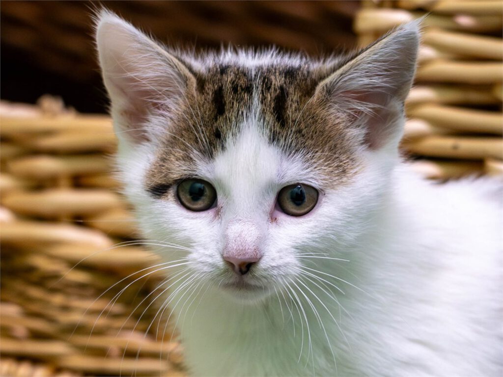 Portraitfoto von Gitte