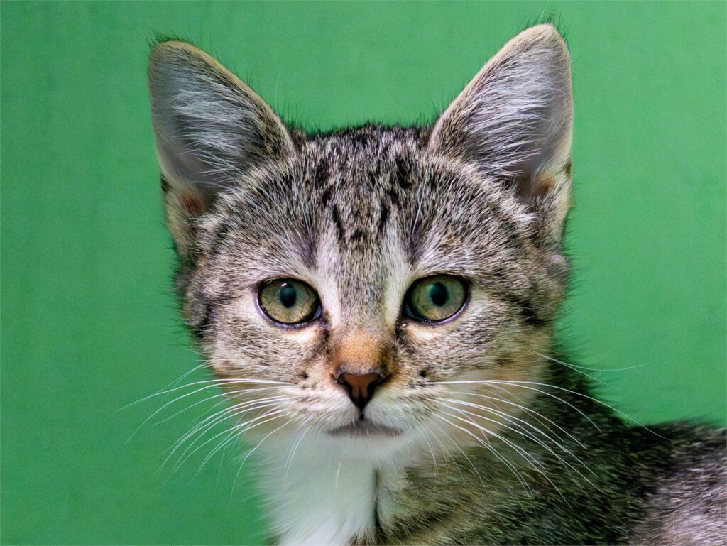 Portraitfoto von Hannah