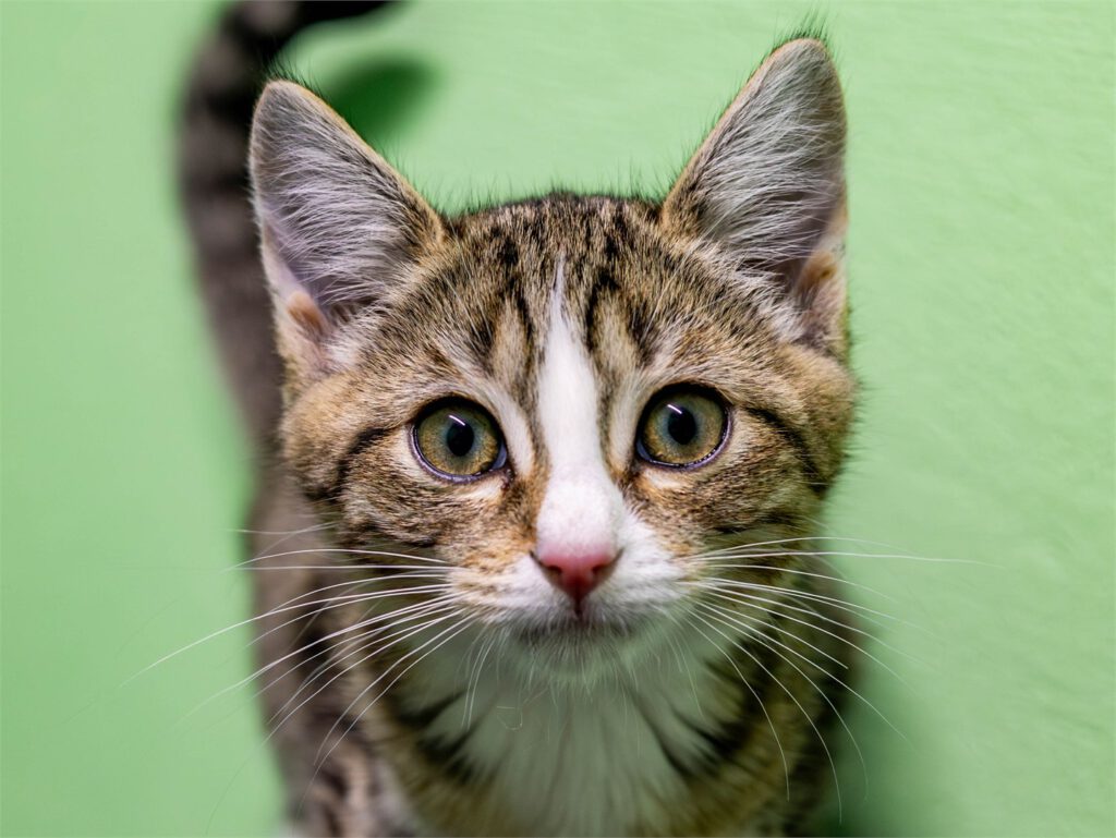 Portraitfoto von Hanni