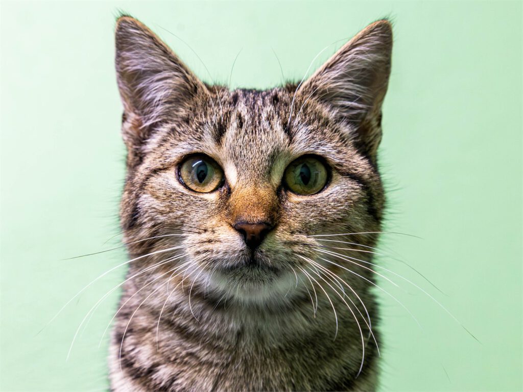 Portraitfoto von Kaya