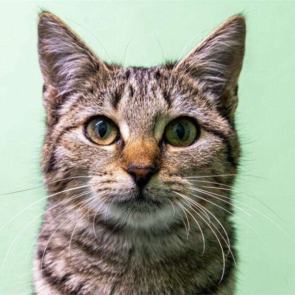 Portraitfoto von Kaya