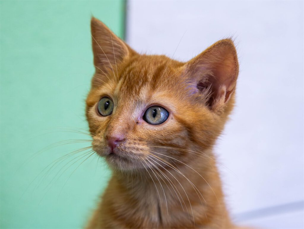Kitty