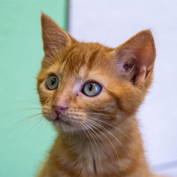 Kitty