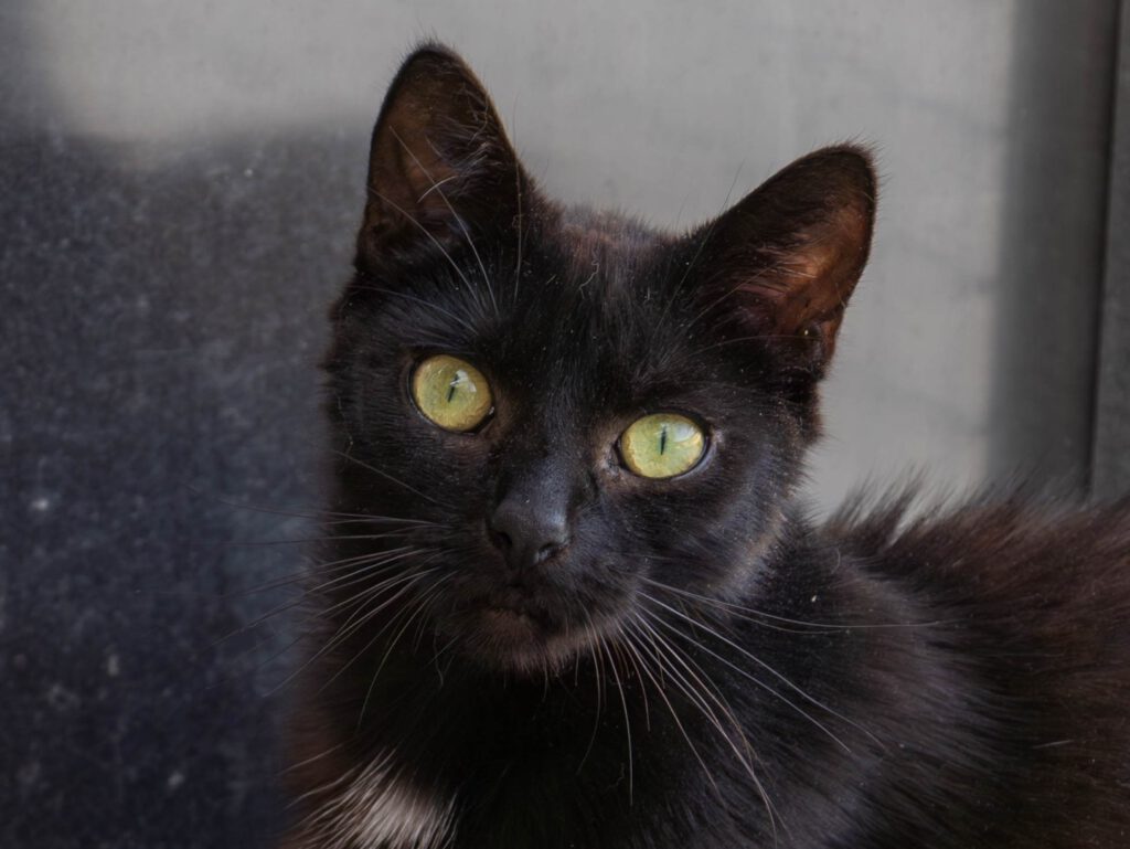 Loki