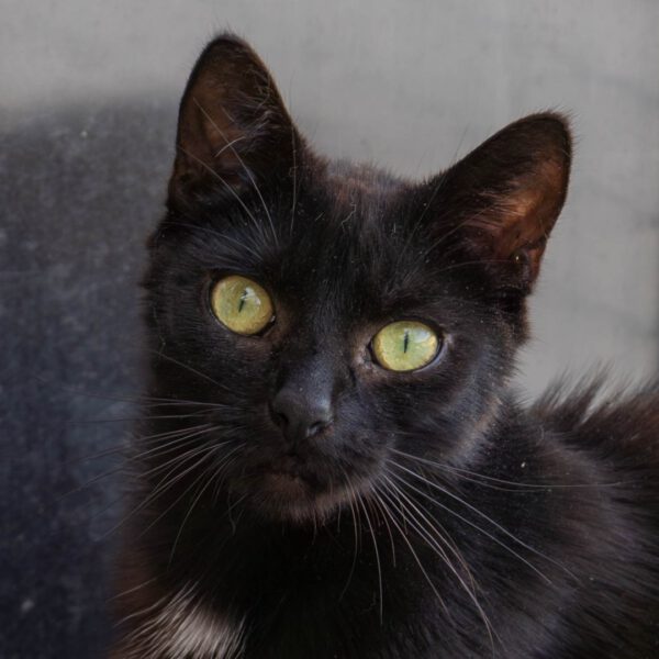 Loki