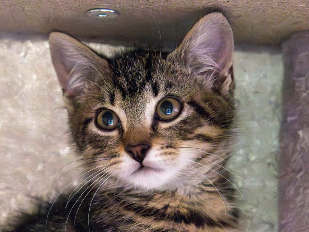 Mika