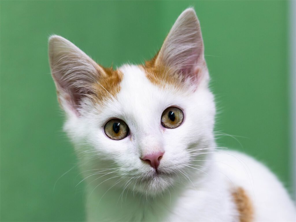 Portraitfoto von Nemo