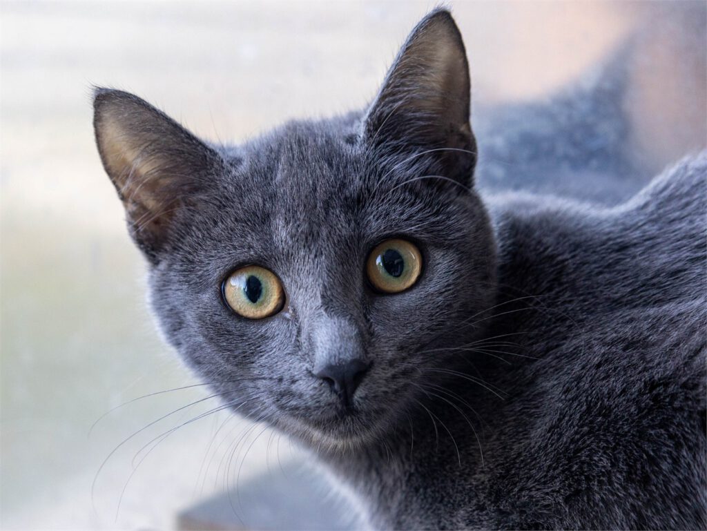 Portraitfoto von Sabea