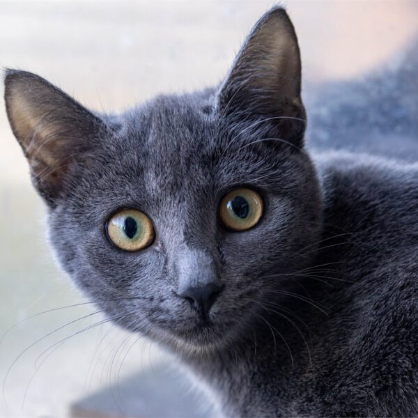 Portraitfoto von Sabea