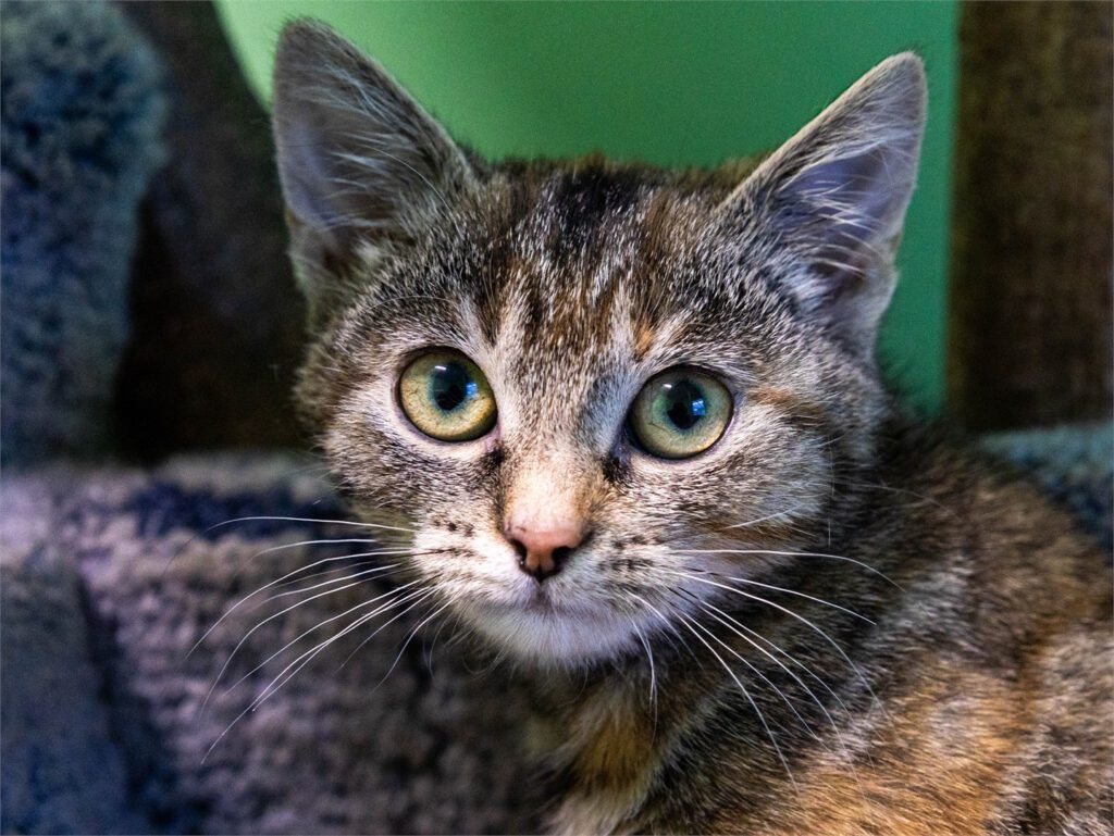 Portraitfoto von Sila