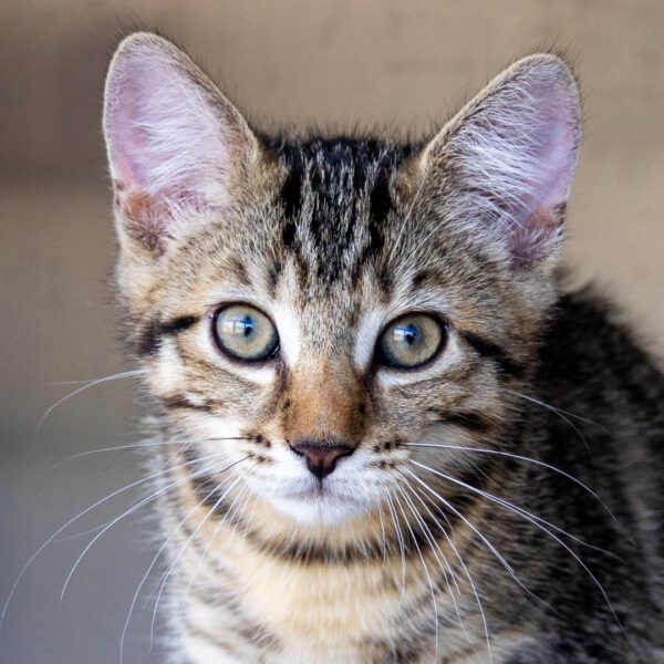 Spencer