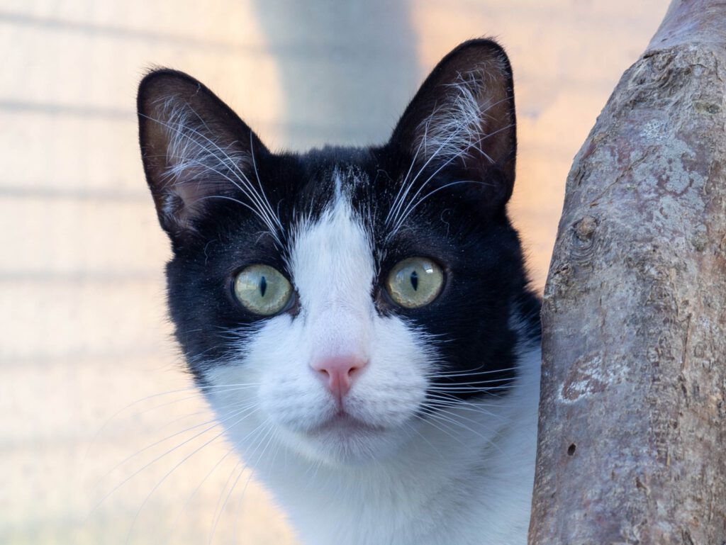 Tamino