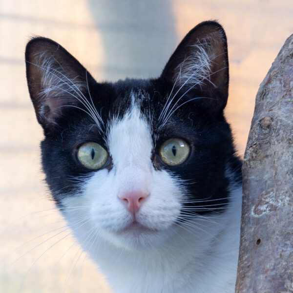Tamino