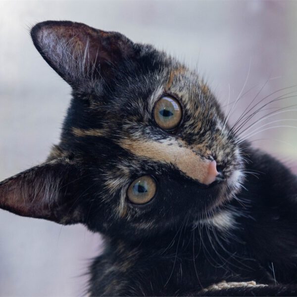 Portraitfoto von Tanya