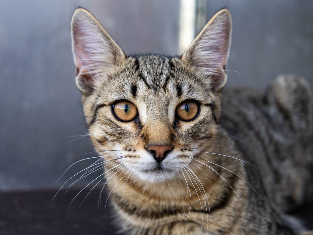 Portraitfoto von Taru