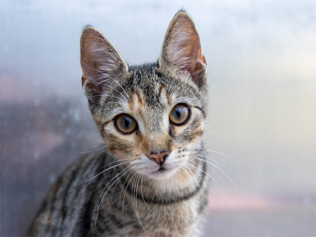 Portraitfoto von Tenja