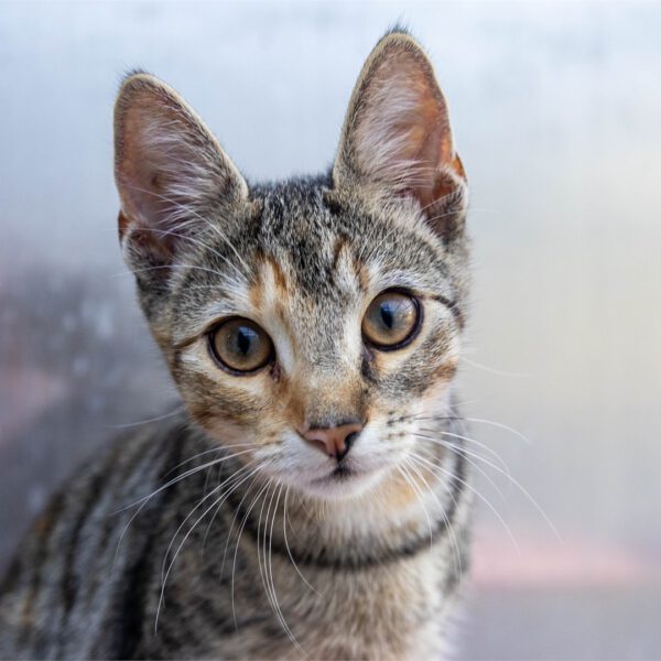 Portraitfoto von Tenja