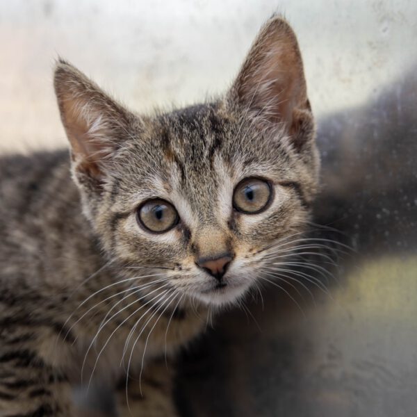Tonja