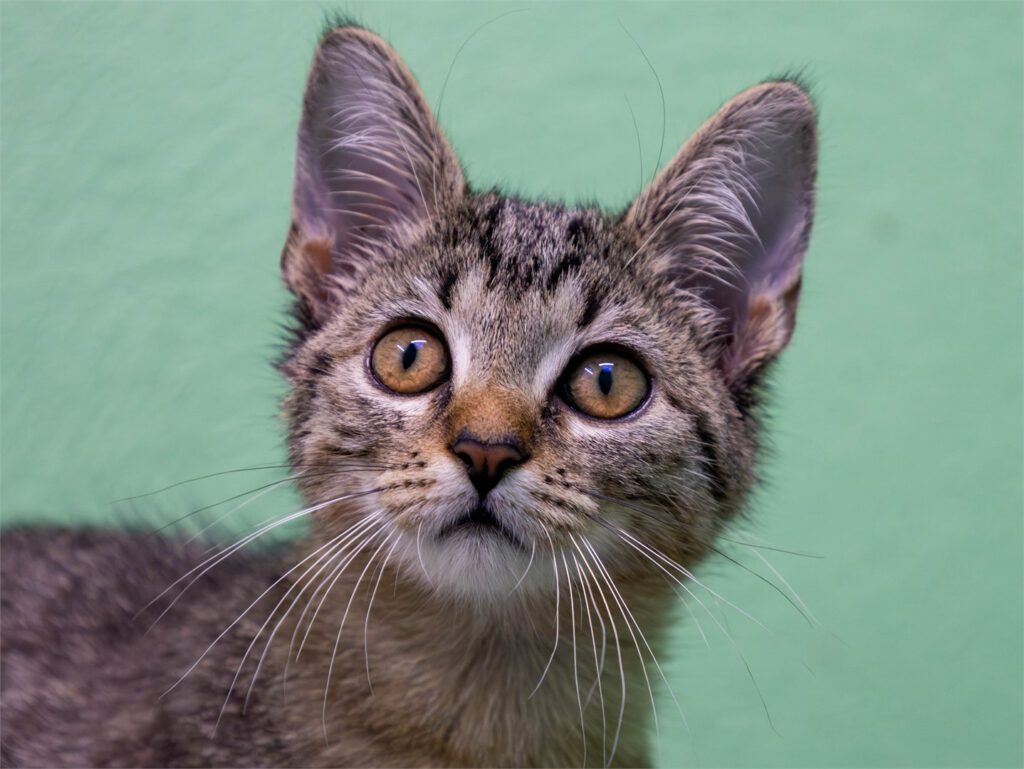 Portraitfoto von Zamira