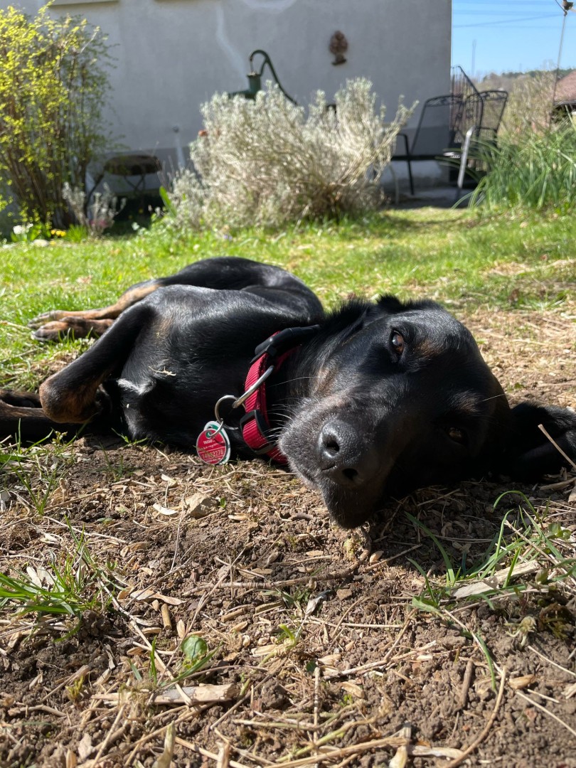 Mehr über den Artikel erfahren Blacky